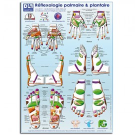 Poster Planche Zones de réflexologie plantaire et palmaire A3 (30 cm x 42 cm) PLASTIFIÉ