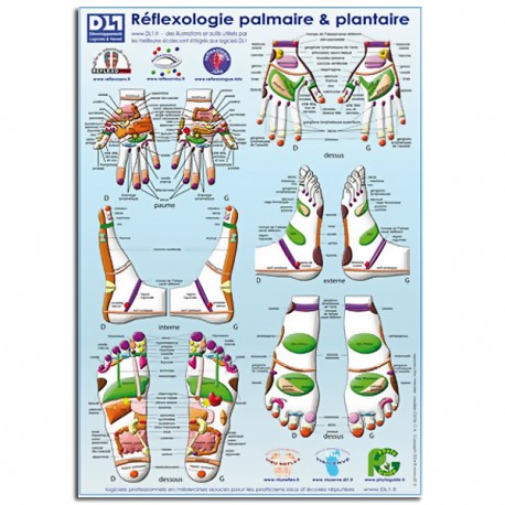 Poster Zones de réflexologie plantaire et palmaire A3
