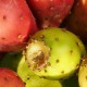 Huile de Pépins de Figues de Barbarie 15ml - 100% pure et naturelle